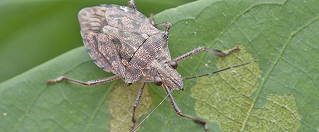 Stink Bug Identification Guide (Identify)
