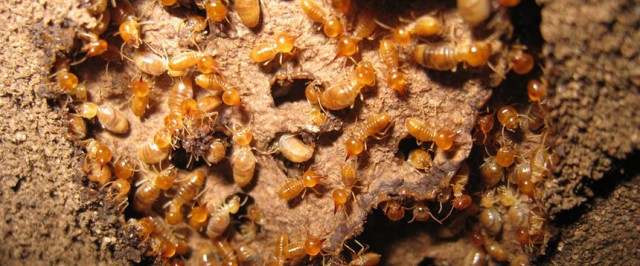 Termite Identification Guide (Identify)
