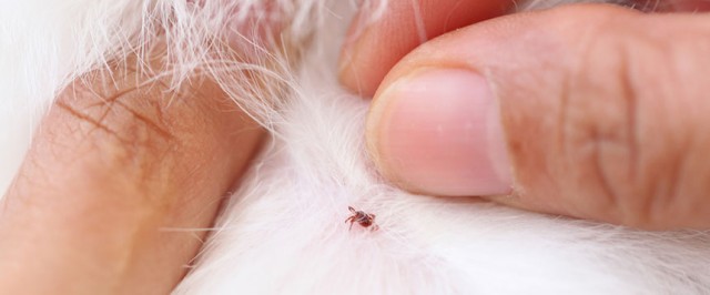 How To Check For Ticks (Inspect)