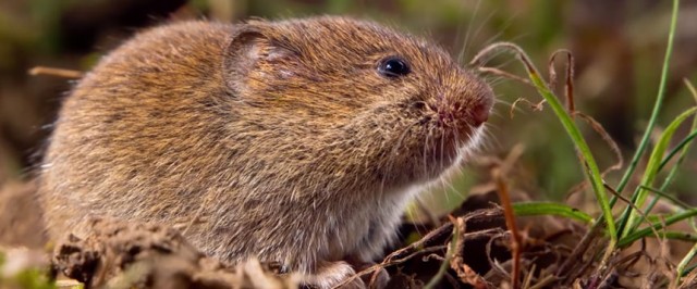 Vole Identification Guide (Identify)