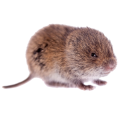 Voles