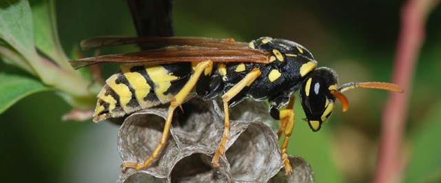 Wasp Identification Guide (Identify)