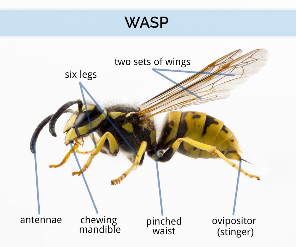 Wasp & Identification What Does a Wasp Look Like