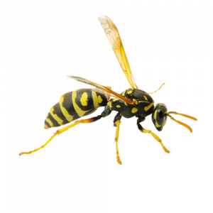 Wasps & Hornets