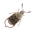 Weevils