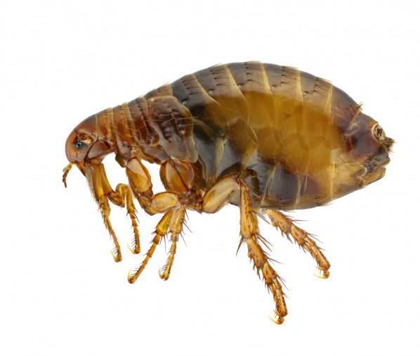 Image of a flea showing its color