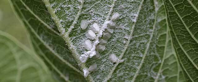 Whitefly Inspection Guide (Inspect)