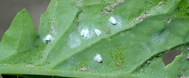 Whitefly Treatment Guide (Treat)
