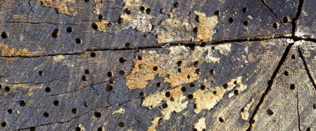 How to Get Rid of Wood Boring Beetles (Treat)