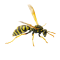 Yellow Jackets