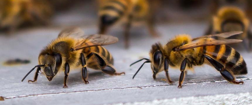 Wasp Hornet Repellent Products Domyown