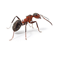 Ant Control Guide