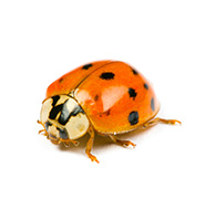 Asian Lady Beetles Control Guide