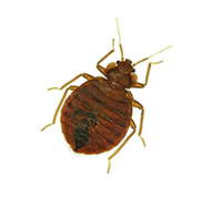 Bed Bugs Control Guide