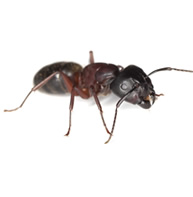 Carpenter Ants Control Guide