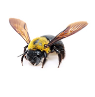 Carpenter Bees Control Guide