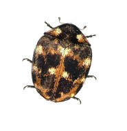 Carpet Beetles Control Guide