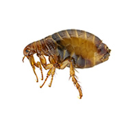 Fleas Control Guide