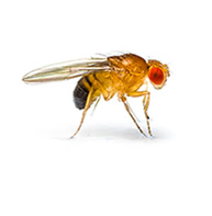 Fruit Flies Control Guide