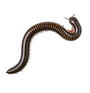 Millipedes Control Guide