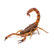 Scorpions Control Guide