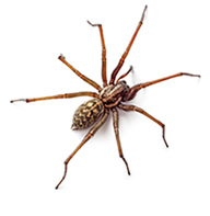 Spiders Control Guide