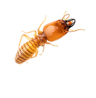 Subterranean Termites Control Guide