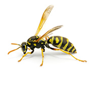 Wasps Control Guide